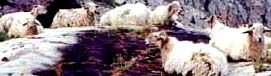 moutons
